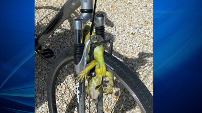 florida-man-hospitalized-after-iguana-runs-into-bicycle-causing-crash