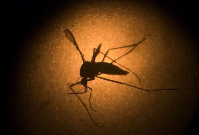 florida-keys-to-release-modified-mosquitoes-to-fight-illness