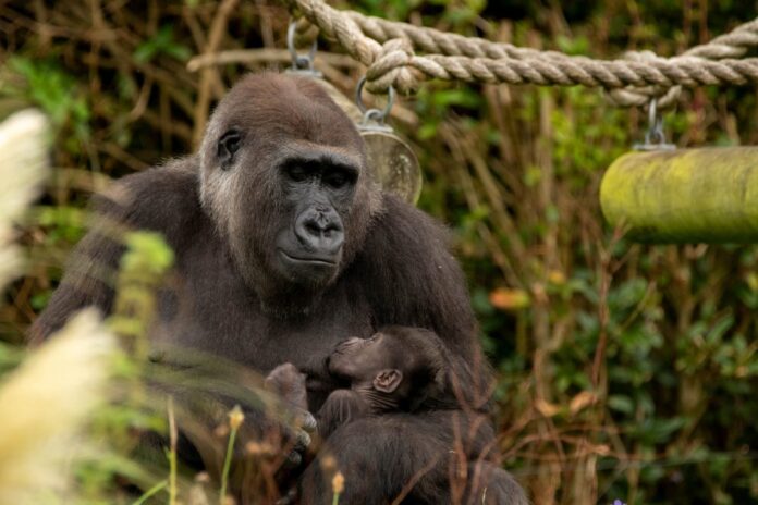 newborn-gorilla-spotted-cuddling-with-mom-in-viral-photos