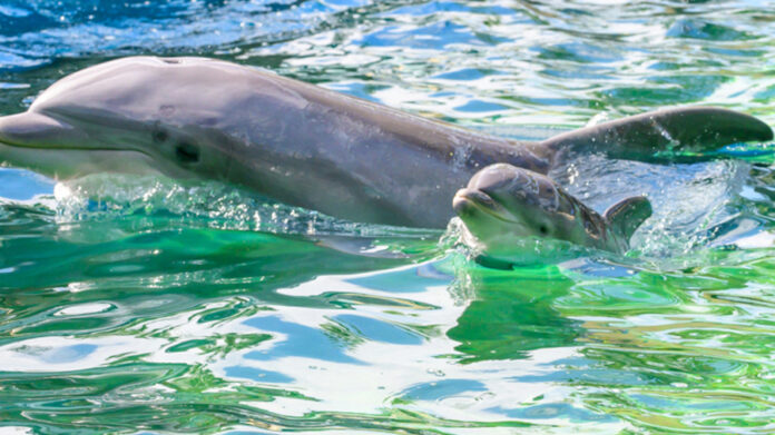 dolphin-gives-birth-at-seaworld-orlando-nursery