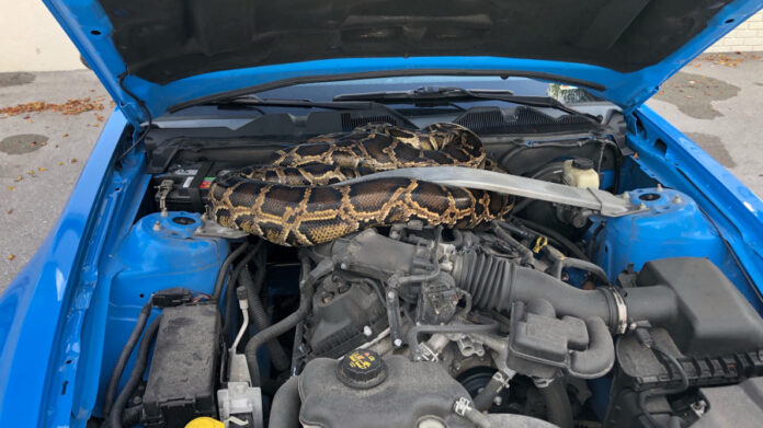 10-foot-python-found-under-hood-of-mustang-in-south-florida
