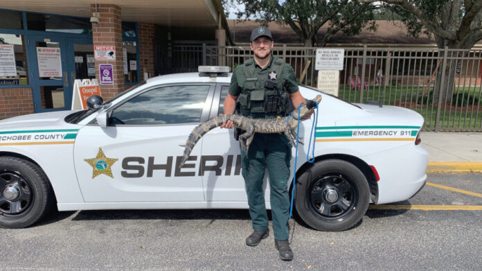 go-gators:-deputies-remove-alligator-from-florida-elementary-school-playground