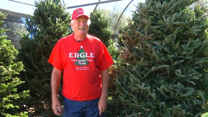 2020-means-busy-opening-weekend-at-bay-area-christmas-tree-farm
