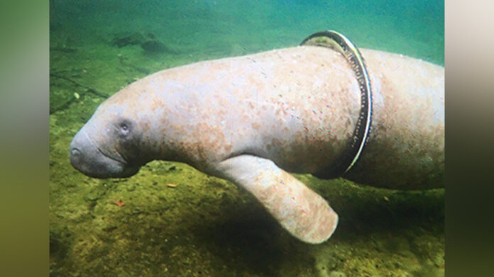 manatee-previously-trapped-in-bicycle-tire-returns-to-blue-springs-state-park-safe